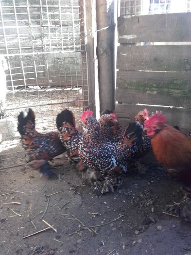 010 - MATCA MII DE FLORI PORTELAN BARBOASE 2016