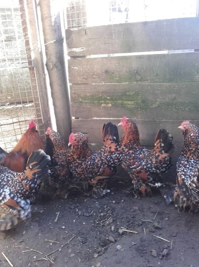 011 - MATCA MII DE FLORI PORTELAN BARBOASE 2016