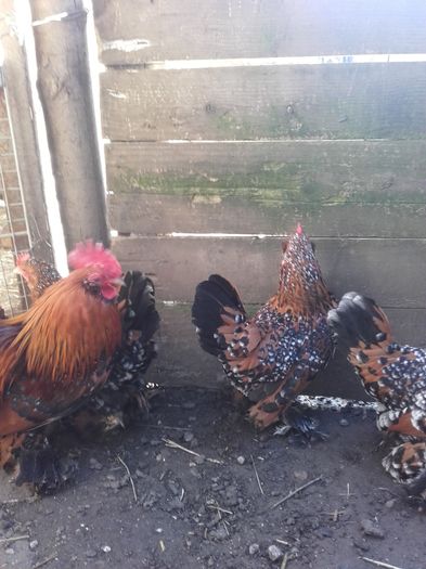 017 - MATCA MII DE FLORI PORTELAN BARBOASE 2016