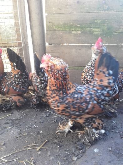 018 - MATCA MII DE FLORI PORTELAN BARBOASE 2016