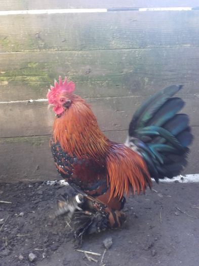 020 - MATCA MII DE FLORI PORTELAN BARBOASE 2016