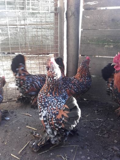 021 - MATCA MII DE FLORI PORTELAN BARBOASE 2016