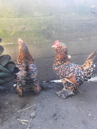 022 - MATCA MII DE FLORI PORTELAN BARBOASE 2016