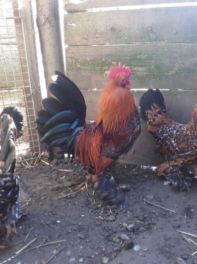 023 - MATCA MII DE FLORI PORTELAN BARBOASE 2016