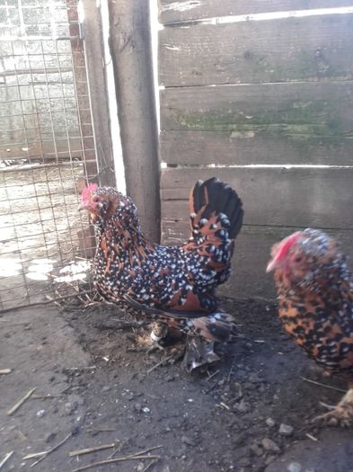 025 - MATCA MII DE FLORI PORTELAN BARBOASE 2016