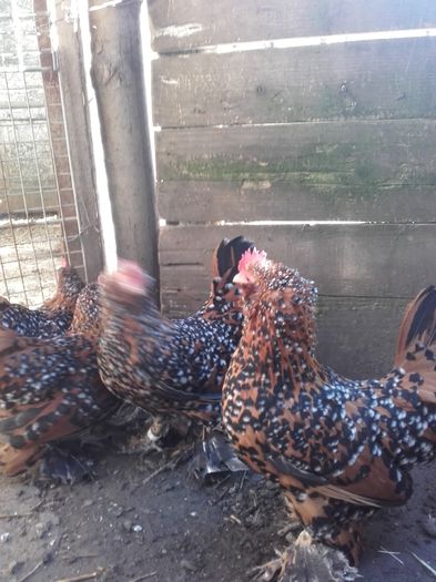 026 - MATCA MII DE FLORI PORTELAN BARBOASE 2016