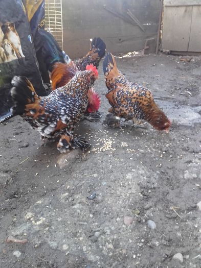 040 - MATCA MII DE FLORI PORTELAN BARBOASE 2016