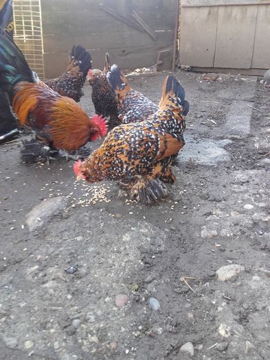 041 - MATCA MII DE FLORI PORTELAN BARBOASE 2016