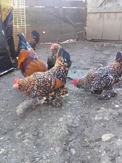 042 - MATCA MII DE FLORI PORTELAN BARBOASE 2016