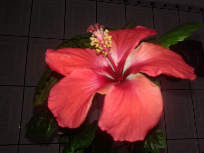 20160221_105829 - Hibiscus din seminte-Starry Wind