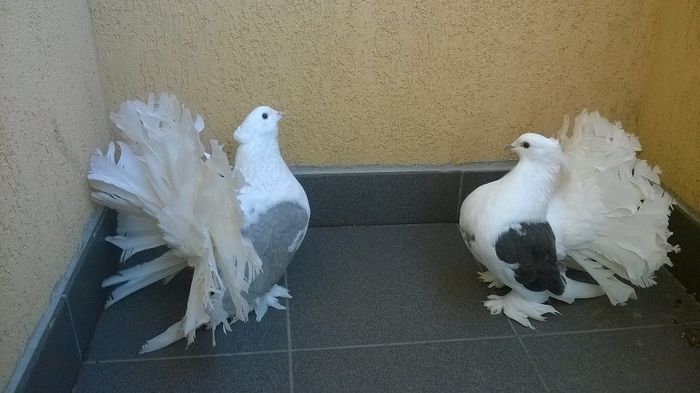 12053249_1052776511446431_1807611108_n