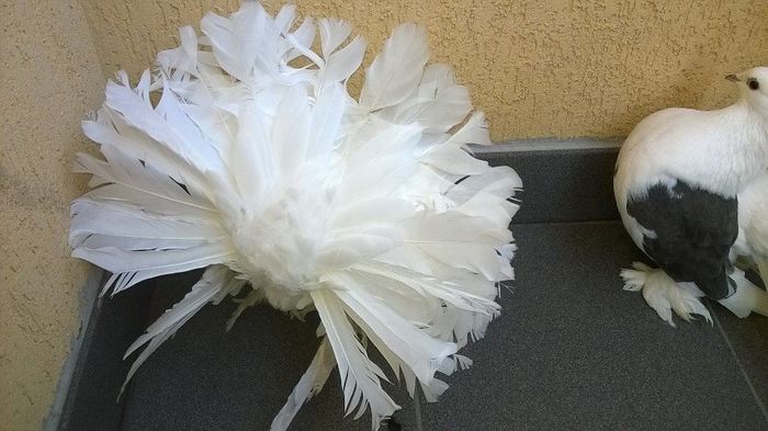 12442791_1052776708113078_828889482_n