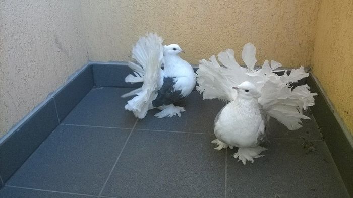 12782267_1052776671446415_1683434119_n