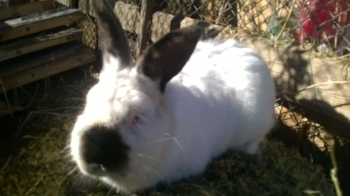 Reproducator 2016(M3) - MASCULI-CALIFORNIAN 2016