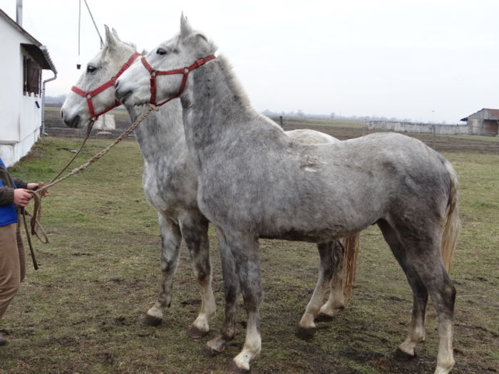 Incitato 2013 - STALLIONS Foals