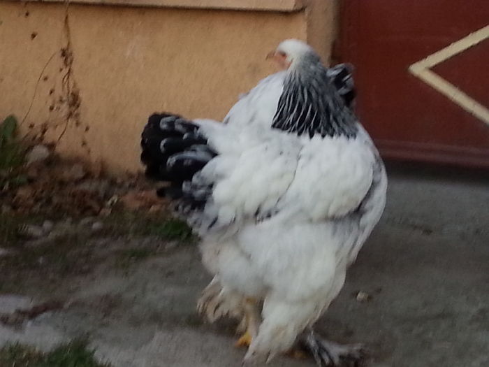 20151225_164138 - Brahma Herminat Deschis 2016