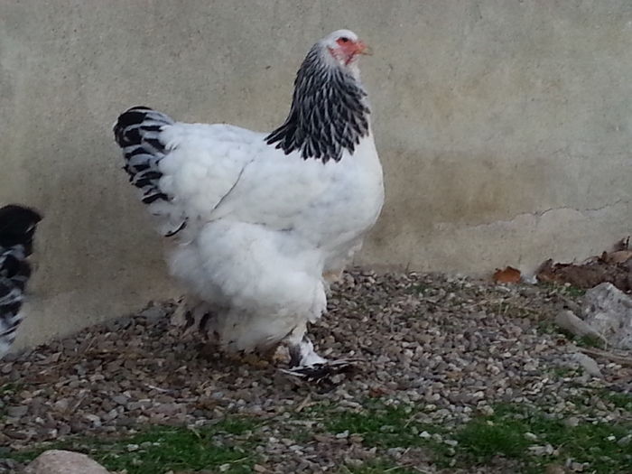 20151225_163735 - Brahma Herminat Deschis 2016