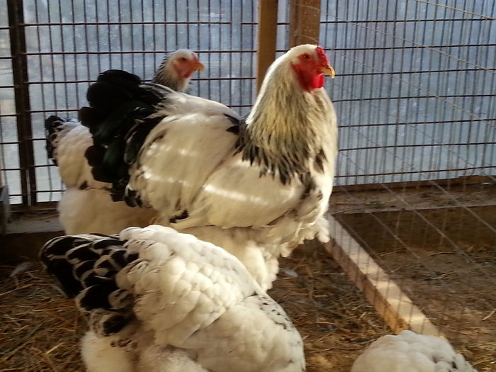 20160214_162139 - Brahma Herminat Deschis 2016