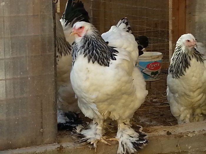 20151227_150021 - Brahma Herminat Deschis 2016