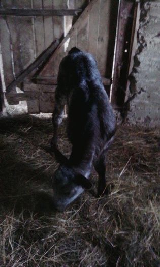 Al doilea ei vitel - O vitelusa; Albastru belgian
