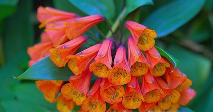 Bomarea Caldasii 2,5ron - AAA DE VANZARE SEMINTE FLORI RARE o noua transa