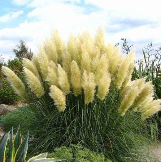 Cortaderia Grass 0,2ron - AAA DE VANZARE SEMINTE FLORI RARE o noua transa