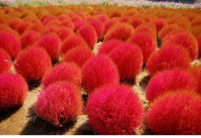 Kochia Scoparia Red 0,2ron - AAA DE VANZARE SEMINTE FLORI RARE o noua transa