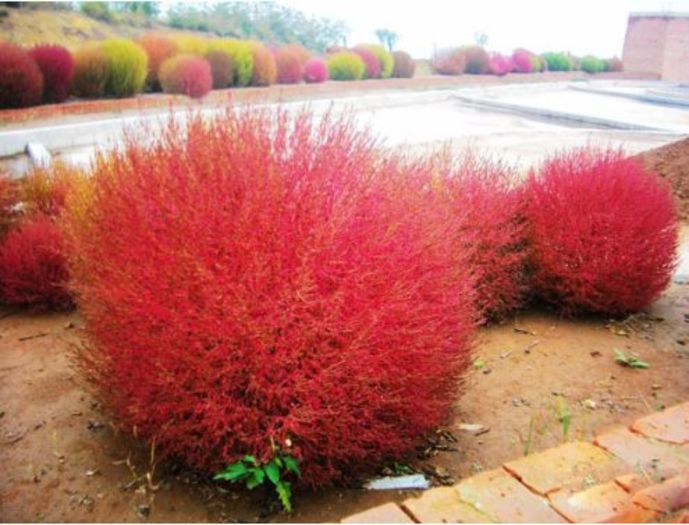 Kochia Scoparia Red 0,2ron - AAA DE VANZARE SEMINTE FLORI RARE o noua transa