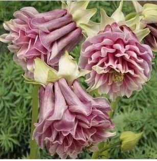 COLUMBINE AQUILEGIA 2ron - AAA DE VANZARE SEMINTE FLORI RARE o noua transa