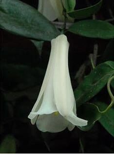 Lapageria rosea 1,5ron - AAA DE VANZARE SEMINTE FLORI RARE o noua transa