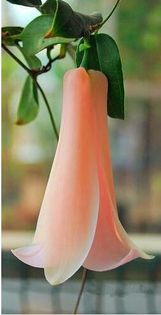 Lapageria rosea 1,5ron