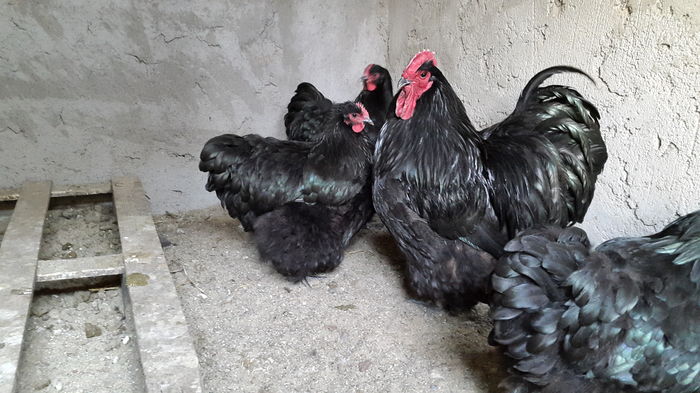 20160221_164319 - 2016 - Orpington negru