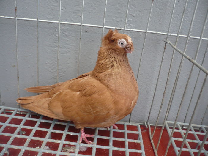 juc bimotat 003