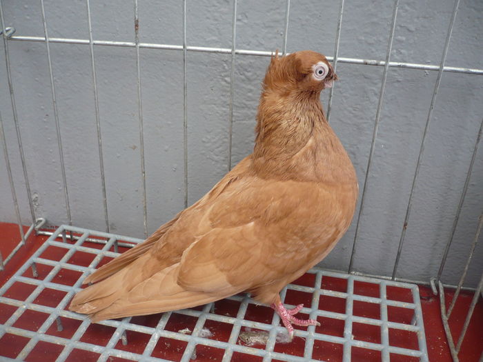 juc bimotat 006