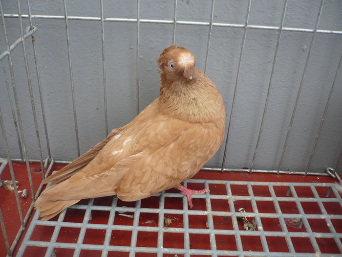 juc bimotat 022