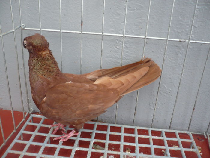 juc bimotat 035