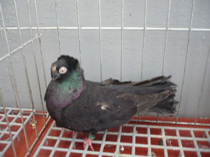 juc bimotat 045