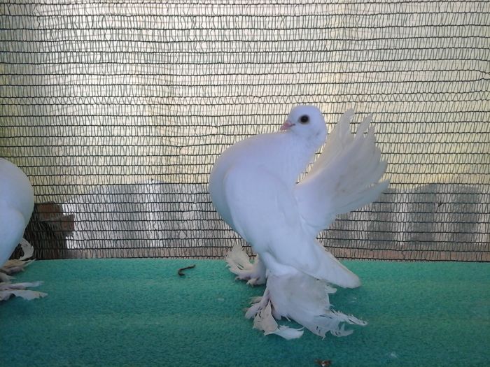 F 5325, 2015, vanduta