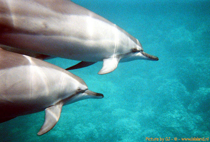 196172406l - delfini