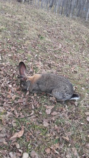 sper sa fie gestanta