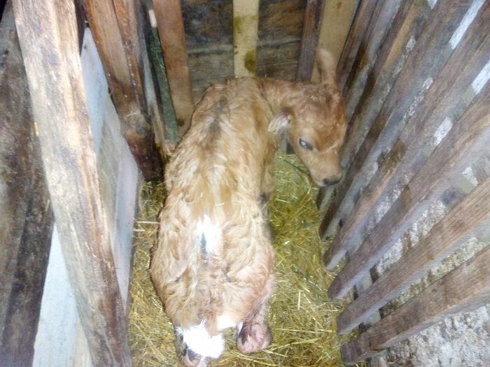 poze 2016 137; o noua generatie-50 la suta jersey.
