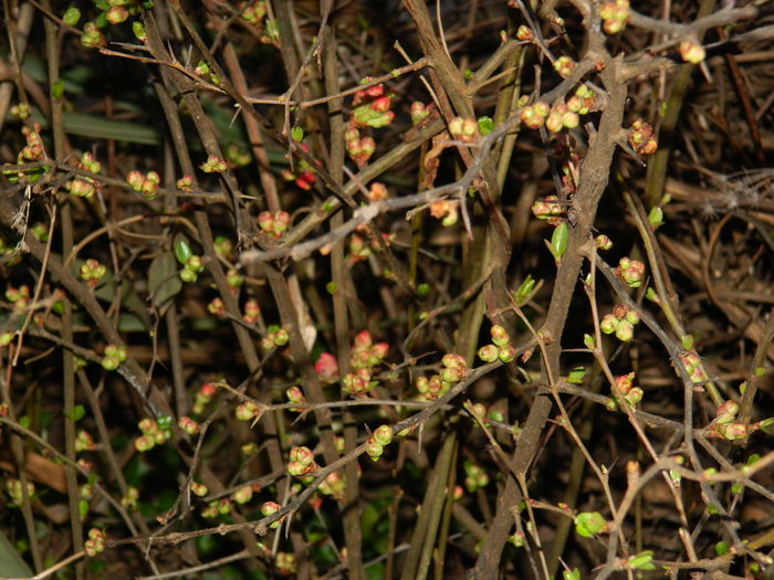 DSCN9168 - 2016_FEBRUARIE 2