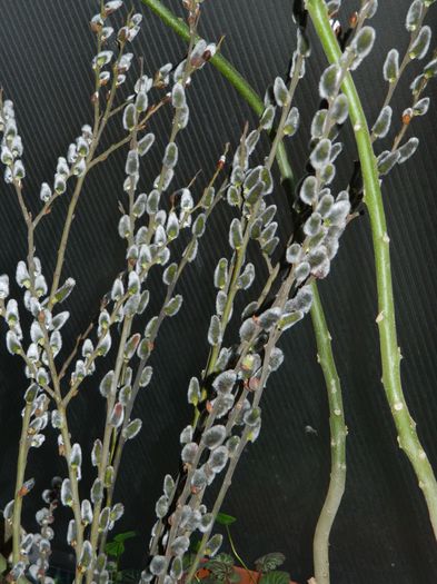 DSCN9178 - 2016_FEBRUARIE 2