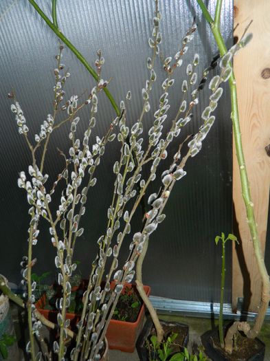 DSCN9179 - 2016_FEBRUARIE 2