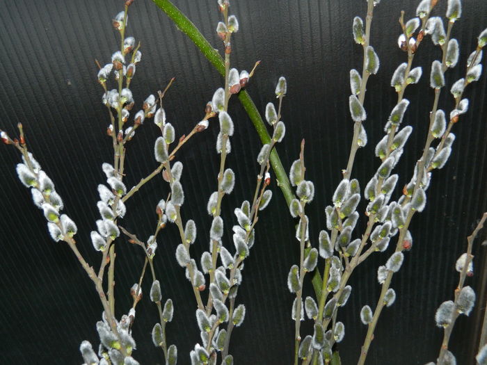 DSCN9183 - 2016_FEBRUARIE 2