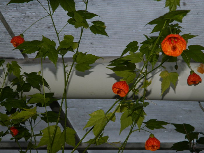 DSCN9188 - 2016_FEBRUARIE 2