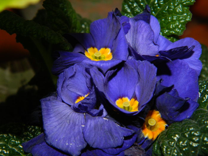 DSCN9196 - 2016_FEBRUARIE 2