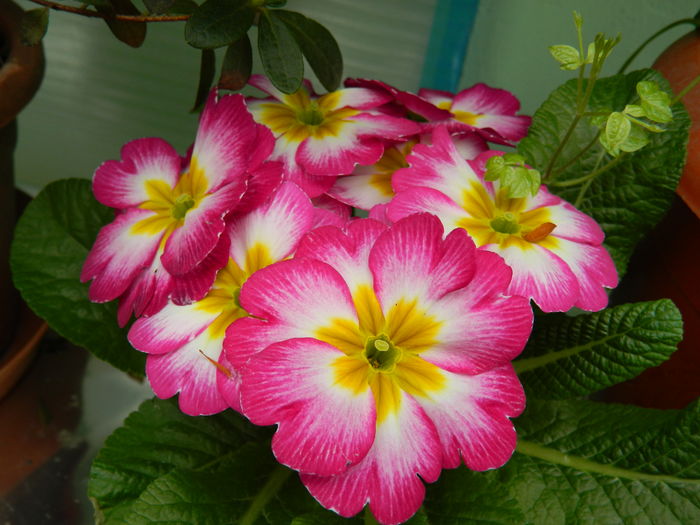 DSCN9202 - 2016_FEBRUARIE 2