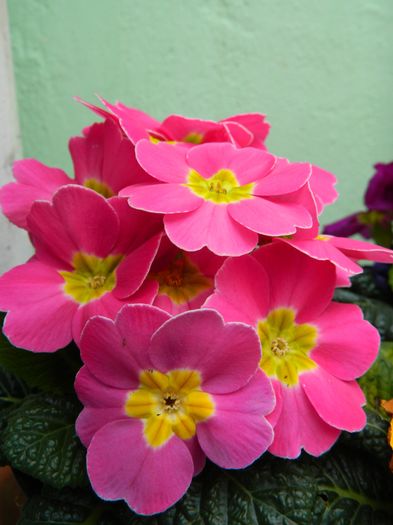 DSCN9205 - 2016_FEBRUARIE 2