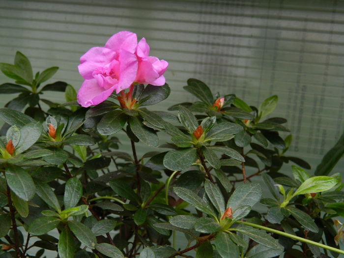 DSCN9229 - 2016_FEBRUARIE 2